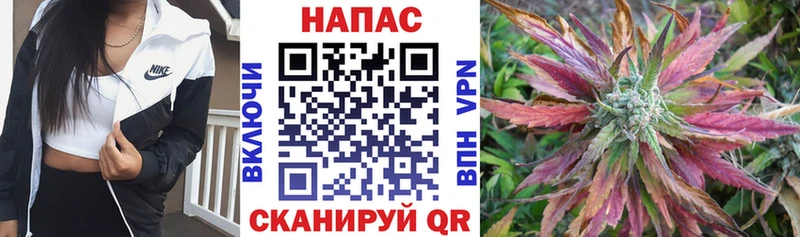 Каннабис сатива  Усть-Джегута 